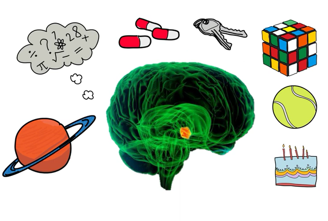 нужны ли витамины для памяти и мозга